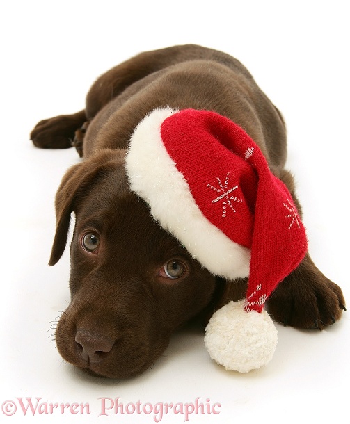 Chocolate Labrador Retriever pup, Mocha, wearing a Father Christmas hat, white background