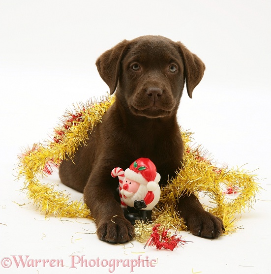 Chocolate Labrador Retriever pup with Christmas tinsel, white background