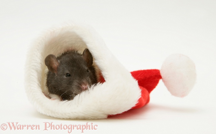Baby rat in a Father Christmas hat, white background