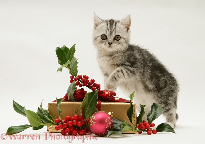 Silver tabby kitten with holly and Christmas parcel, white background
