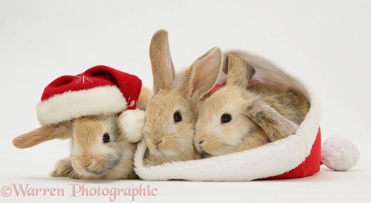 Three sandy Lop rabbits with Father Christmas hats, white background