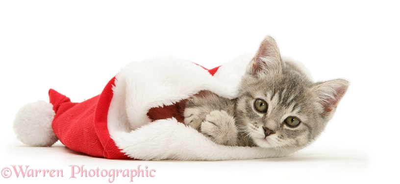 Grey Spice kitten in a Father Christmas hat, white background