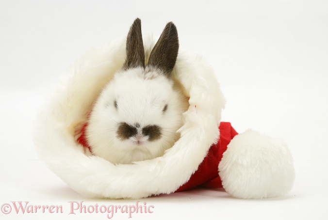 Baby rabbit in a Santa hat, white background