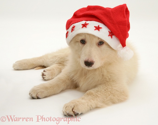 White German Shepherd Dog pup wearing a Father Christmas hat, white background