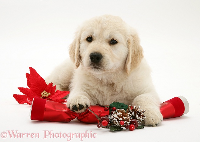 Golden Retriever pup with Christmas cracker, white background