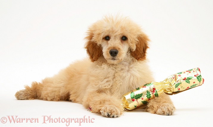 Apricot Miniature Poodle with Christmas Cracker, white background