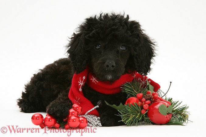 Black Miniature Poodle with red scarf and decorations, white background
