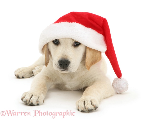 Golden Retriever pup wearing a Father Christmas hat, white background