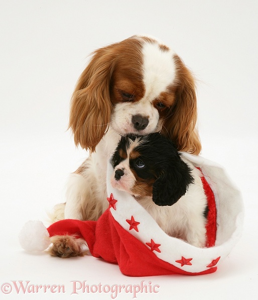 Blenheim Cavalier King Charles Spaniel mother with tricolour pup in a Father Christmas hat, white background