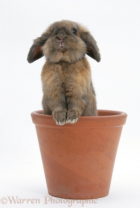 Lionhead-cross rabbit in a flowerpot, white background