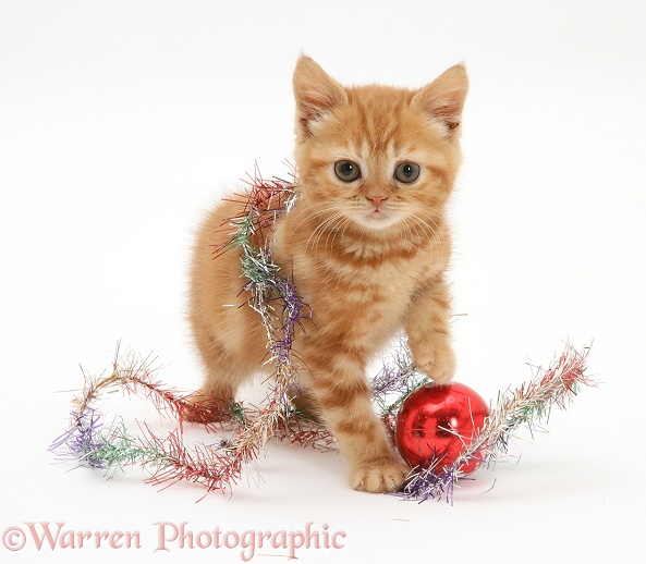 Red tabby British Shorthair kitten with tinsel and a bauble, white background