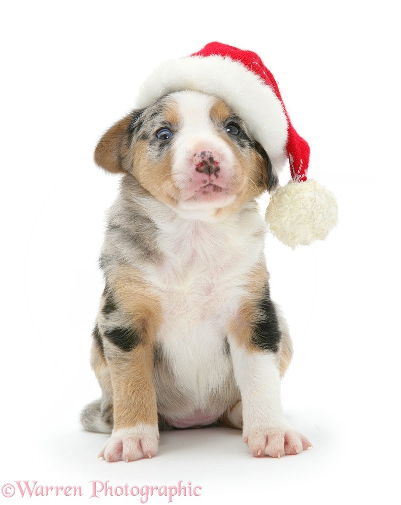 Border Collie pup wearing a Father Christmas hat, white background