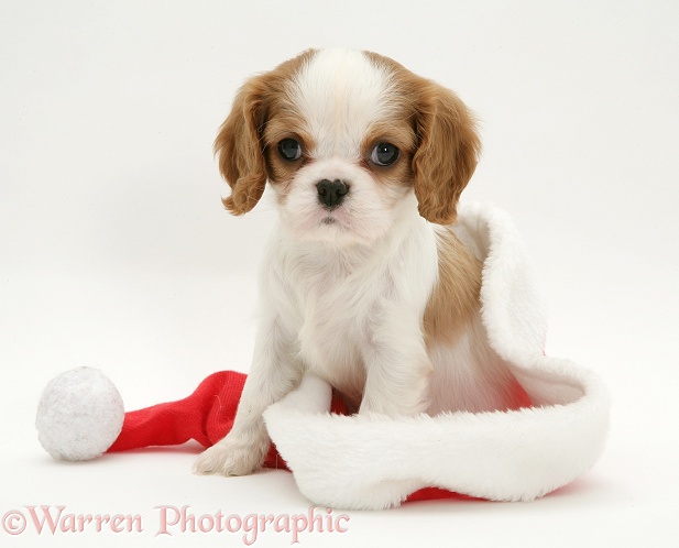 Blenheim Cavalier King Charles Spaniel pup in a Father Christmas hat, white background