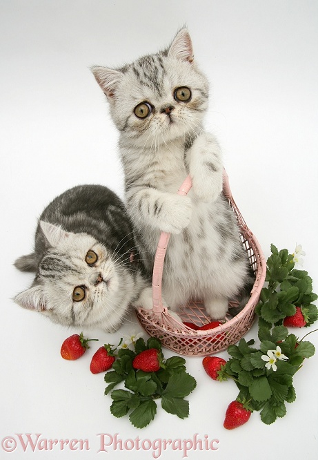 Blue-silver Exotic Shorthair kittens with pink wicker basket and strawberries, white background