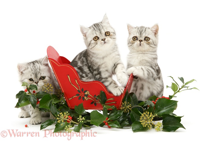 Blue-silver Exotic Shorthair kittens in a miniature sledge with holly and ivy, white background