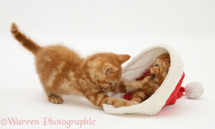 Red tabby kittens playing with a Father Christmas hat, white background