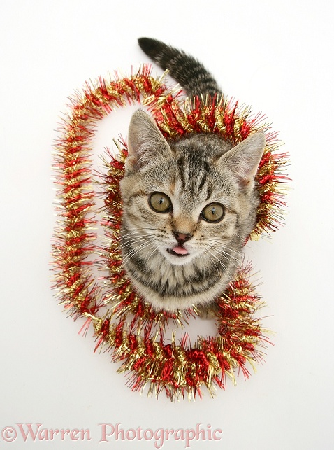 Tabby kitten with tinsel, white background