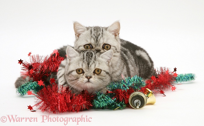 Silver tabby Exotic kittens with Christmas tinsel and bells, white background