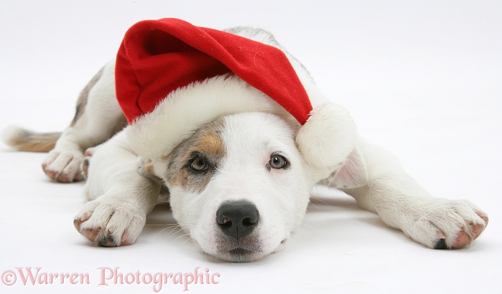 Merle-and-white Border Collie-cross dog pup, Ice, 14 weeks old, wearing a Father Christmas hat, white background