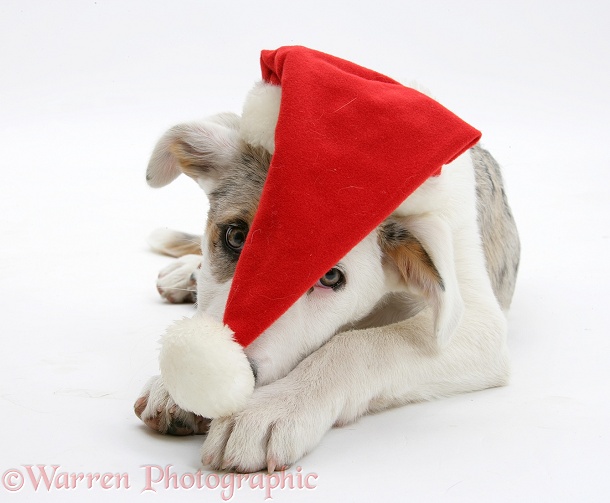 Merle-and-white Border Collie-cross dog pup, Ice, 14 weeks old, wearing a Father Christmas hat, white background