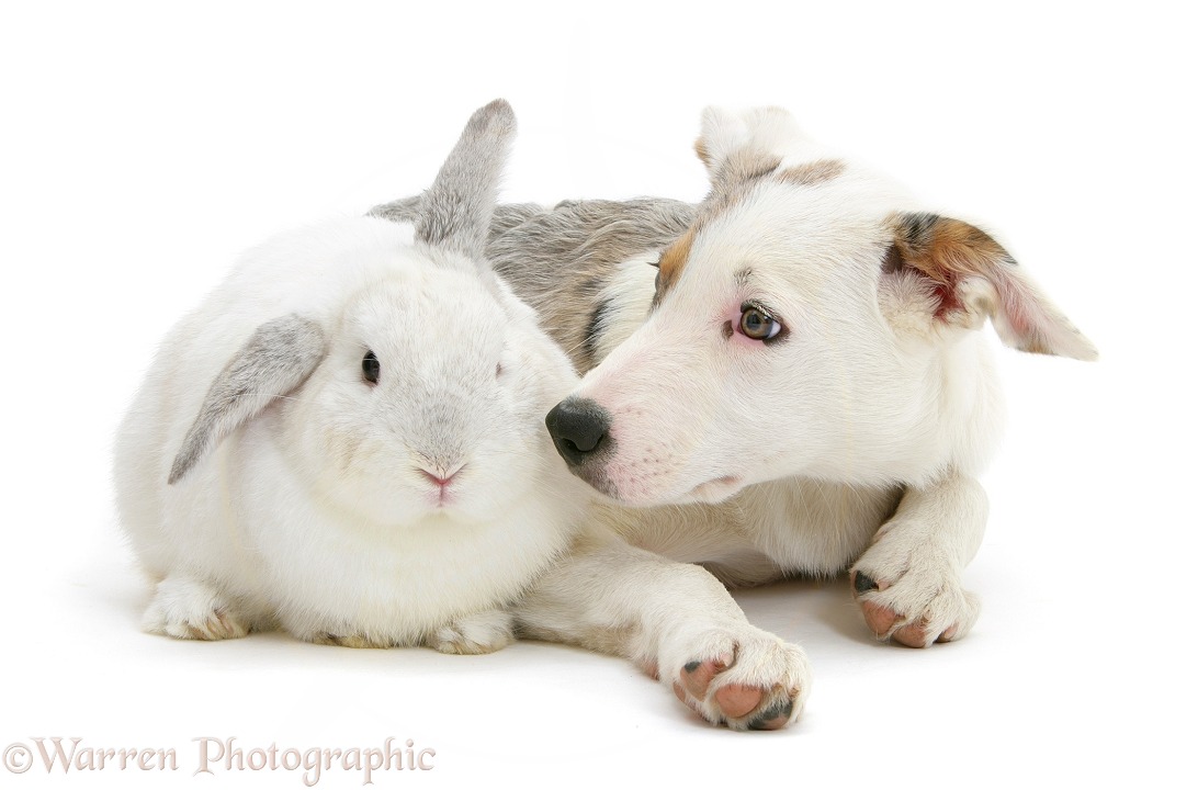 Merle-and-white Border Collie-cross dog pup, Ice, 14 weeks old, with a white rabbit, white background