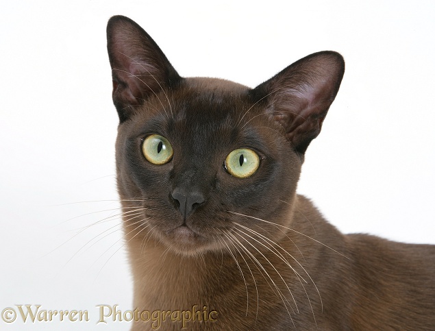 Burmese male cat, Murray, 9 months old, white background