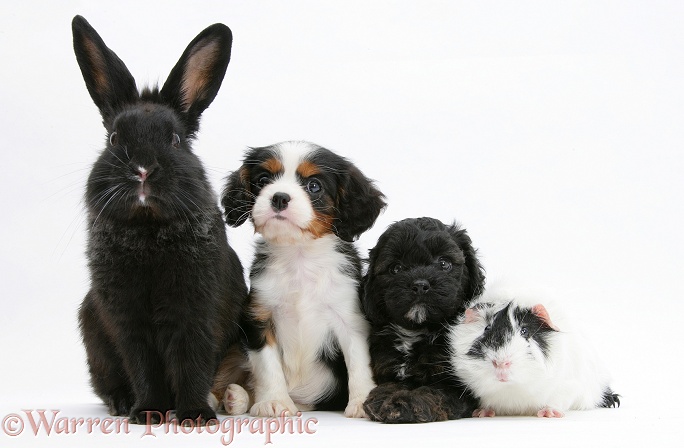 Black Cockapoo pup, 6 weeks old, tricolour Cavalier King Charles Spaniel pup, Molly, 7 weeks old, black rabbit, and black-and-white guinea pig, in a lineup, white background