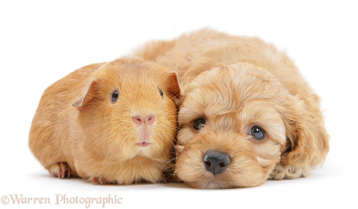 Golden Cockapoo pup, 6 weeks old, with red Guinea pig, white background