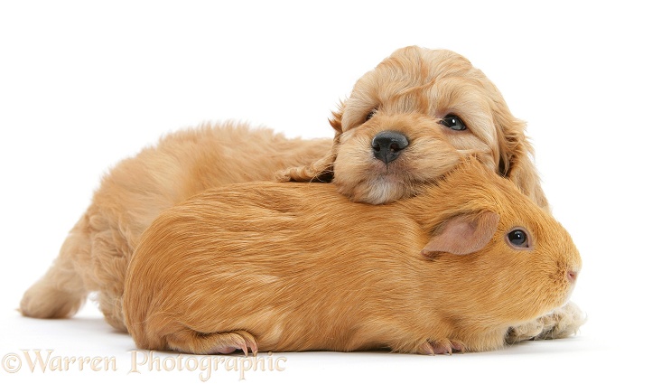 Golden Cockapoo pup, 6 weeks old, with red Guinea pig, white background