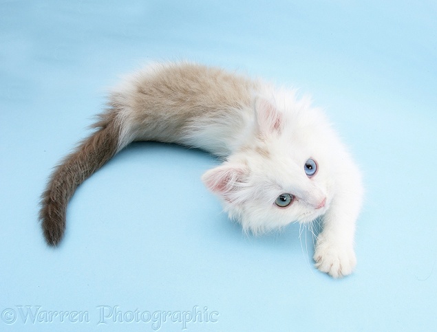 Birman x Ragdoll kitten, Willow, 11 weeks old, rolling