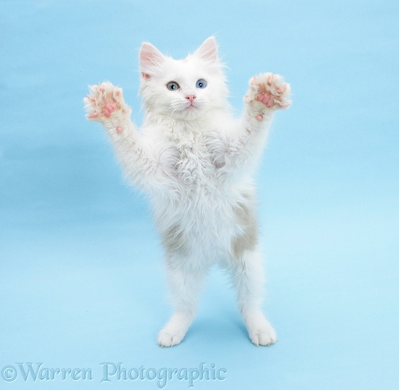 Birman x Ragdoll kitten, Willow, 11 weeks old, standing with paws reaching out