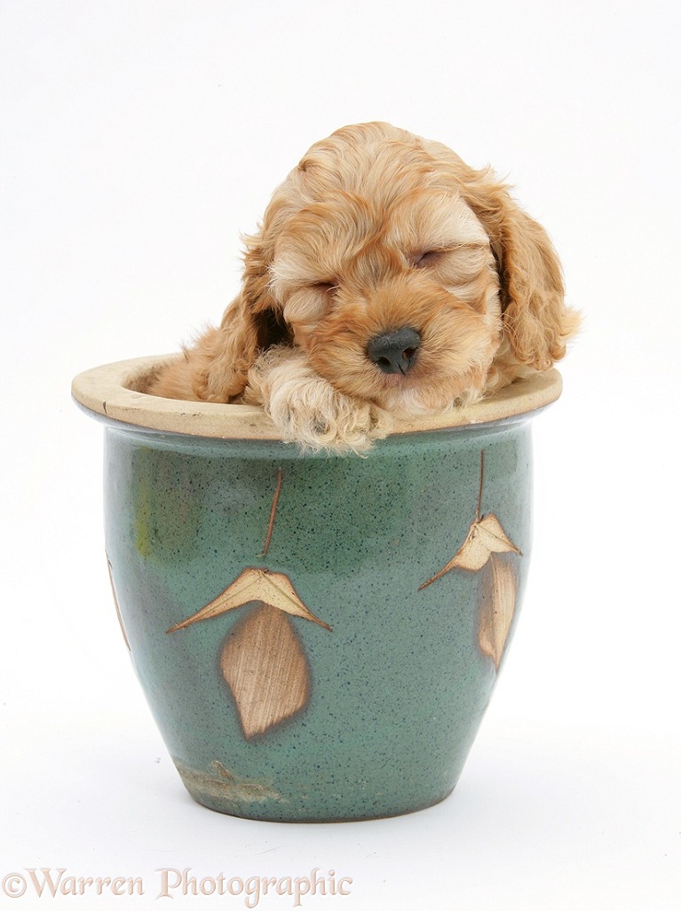 Golden Cockapoo pup, 6 weeks old, in a plant pot, white background