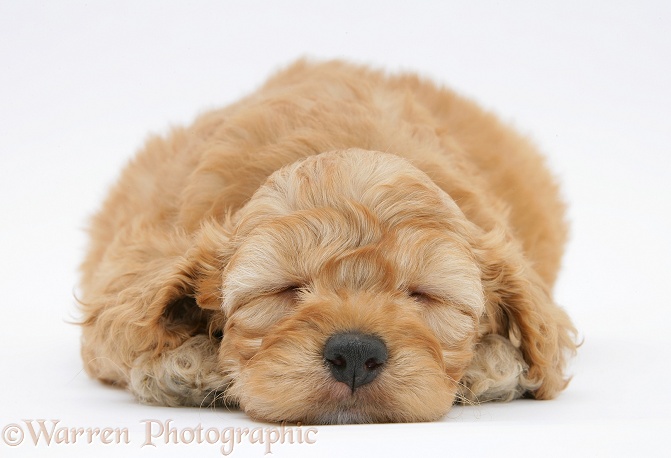 Golden Cockapoo pup, 6 weeks old, asleep, white background