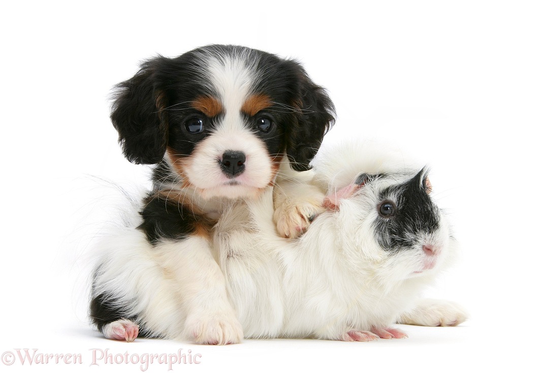 Tricolour Cavalier King Charles Spaniel pup, Molly, 7 weeks old, with black-and-white guinea pig, white background