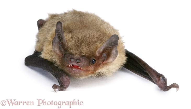 Pipistrelle Bat (Pipistrellus pipistrellus) juvenile, white background
