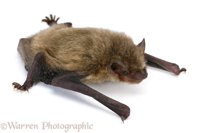 Pipistrelle Bat (Pipistrellus pipistrellus) juvenile, white background