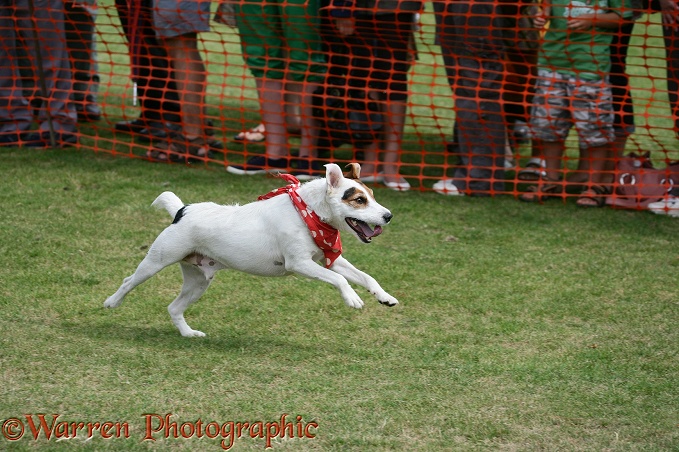 Terrier racing.  Surrey, England