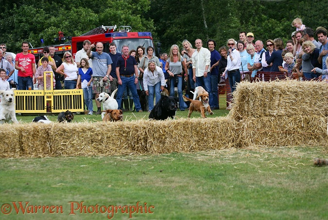 Terrier racing.  Surrey, England