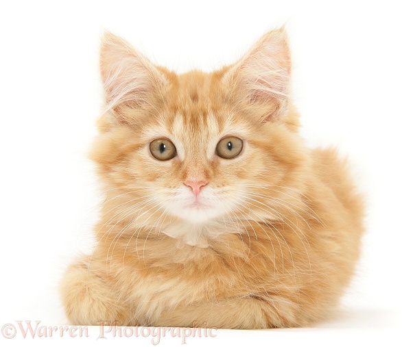 Ginger Maine Coon kitten lying with head up and paws tucked in, white background