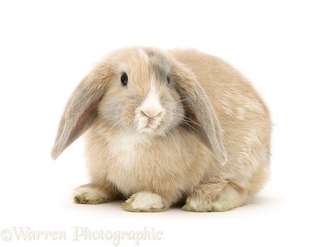 Fawn Dwarf Lop rabbit, white background