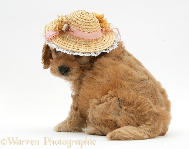 Golden Cockapoo pup, 6 weeks old, wearing a straw hat, white background