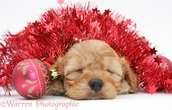 Sleepy Golden Cockapoo pup, 6 weeks old, with red tinsel and Christmas baubles, white background