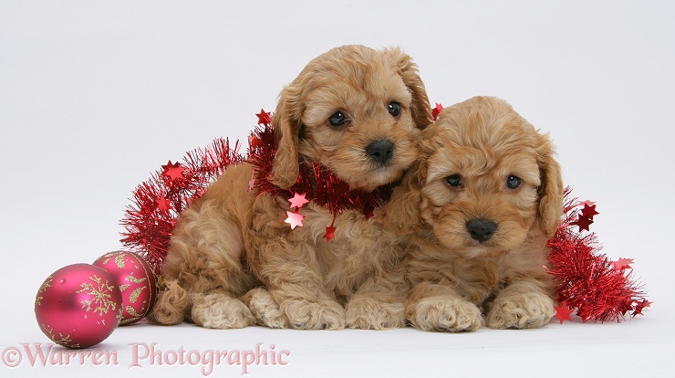 Golden Cockapoo pups, 6 weeks old, with red tinsel and Christmas baubles, white background