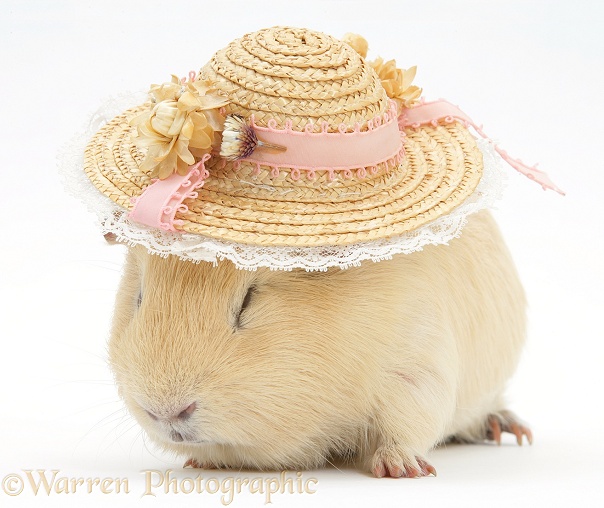 Yellow guinea pig wearing a straw hat, white background
