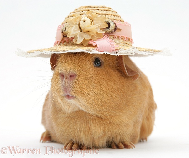 Red guinea pig wearing a straw hat, white background