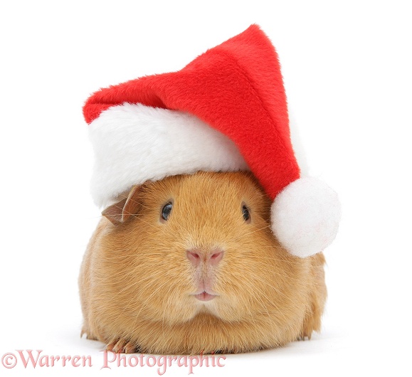 Red guinea pig wearing a Father Christmas hat, white background