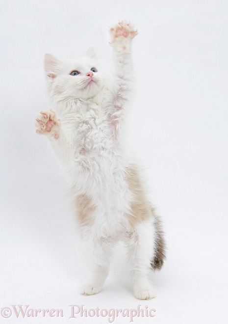 Birman x Ragdoll kitten, Willow, 11 weeks old, standing with paws reaching out, white background