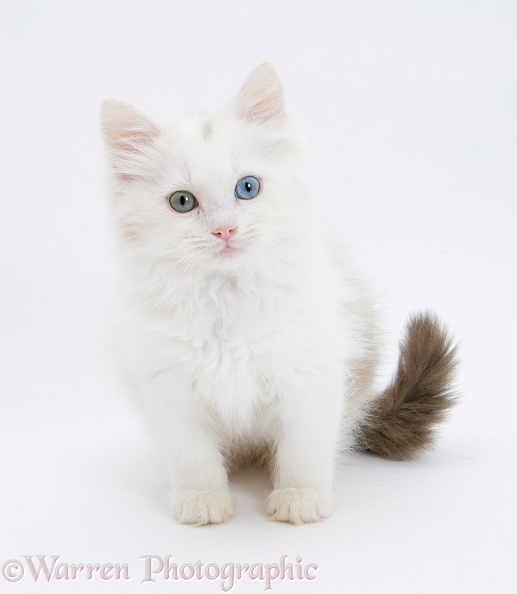 Birman x Ragdoll kitten, Willow, 11 weeks old, sitting, white background