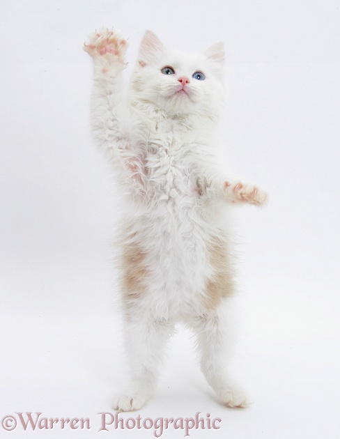 Birman x Ragdoll kitten, Willow, 11 weeks old, standing with paws reaching out, white background