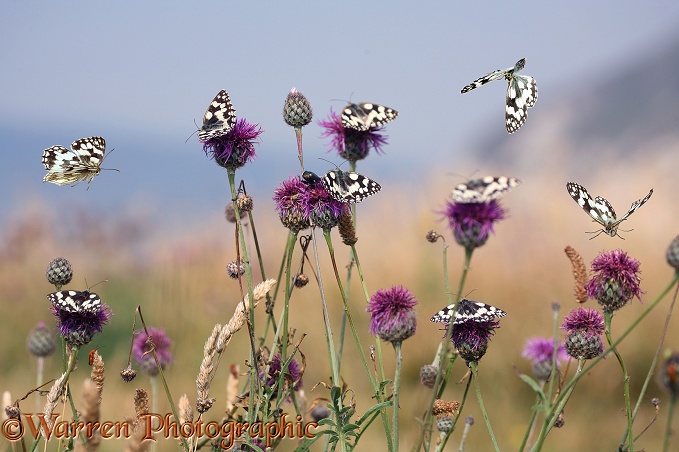 Marbled White Butterflies (Melanargia galathea) visiting Greater Knapweed (Centaurea scabiosa).  Europe